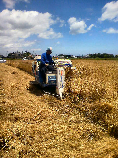 20120610収穫作業.jpg